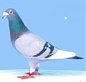 hm ph53