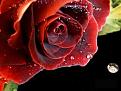 254328 9 red rose with waterdrops[1]