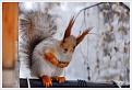 Cute Squirrels wild animals 7675471 700 476